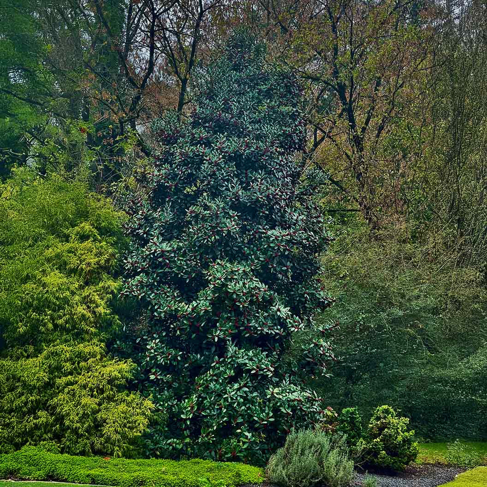 Southern Living® Screen Play Holly Shrub
