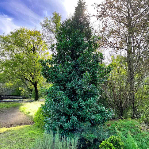 Southern Living® Screen Play Holly Shrub
