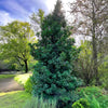 Southern Living® Screen Play Holly Shrub