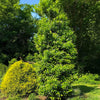 Southern Living® Screen Play Holly Shrub