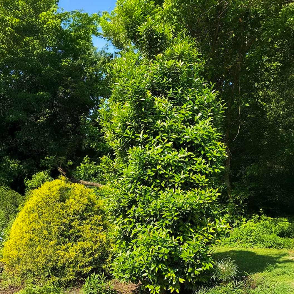 Southern Living® Screen Play Holly Shrub