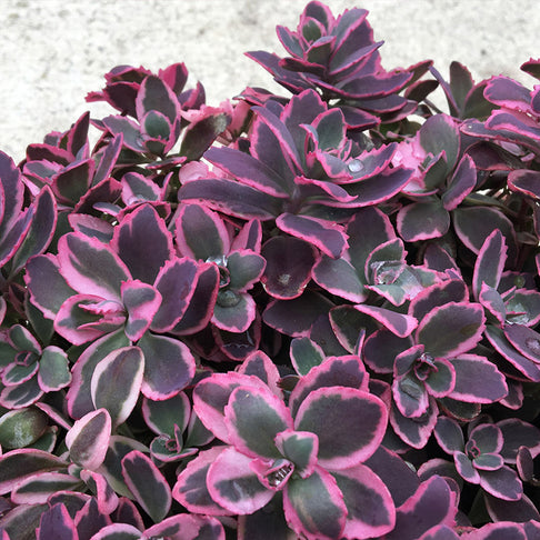 Sunsparkler® Dream Dazzler Sedum Plant