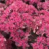 Sunsparkler® Dream Dazzler Sedum Plant