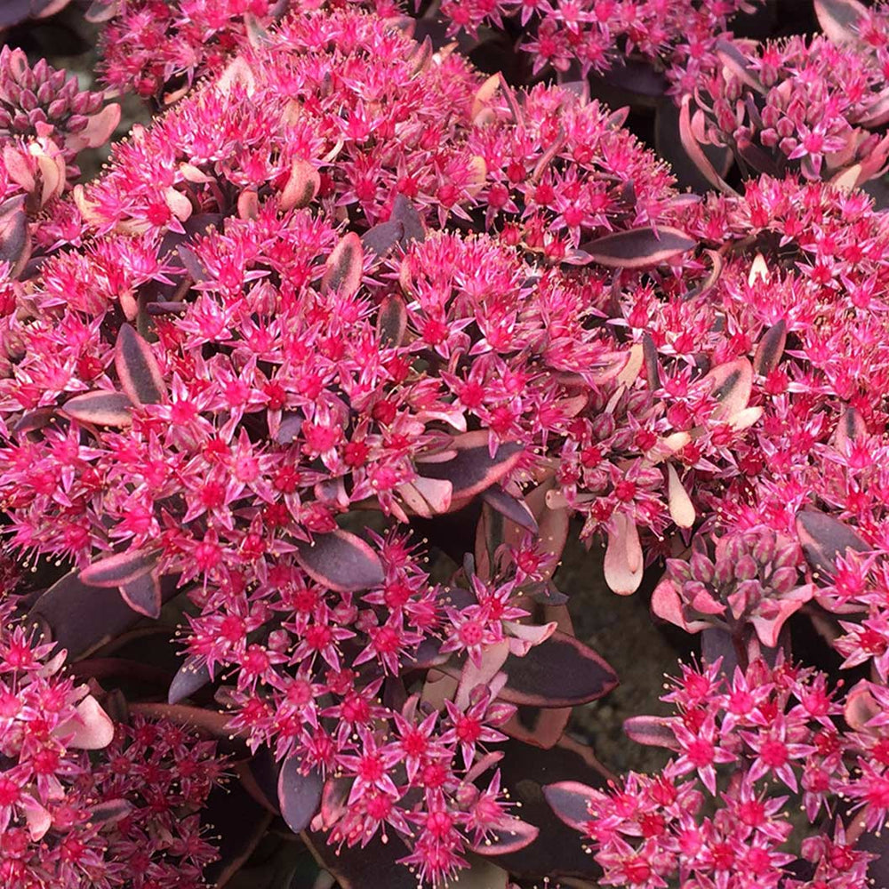 Sunsparkler® Dream Dazzler Sedum Plant