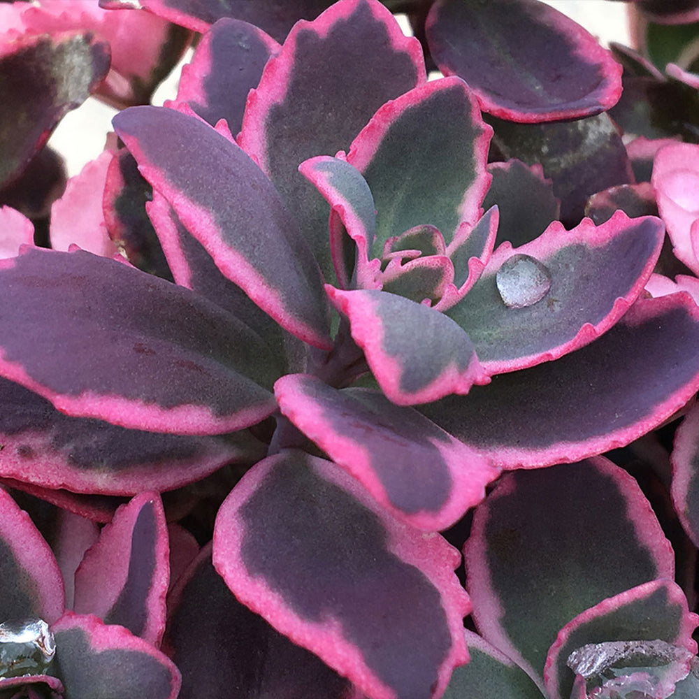 Sunsparkler® Dream Dazzler Sedum Plant
