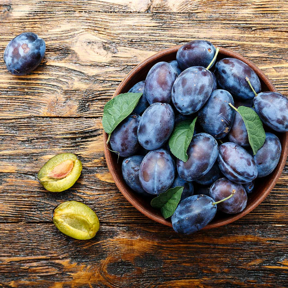 Seneca Plum Tree