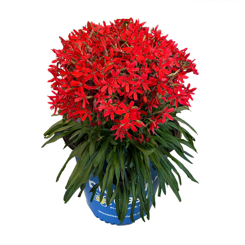 Forged by Fire™ Silene Plant