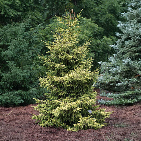Skylands Spruce Tree