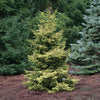 Skylands Spruce Tree