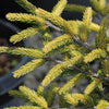 Skylands Spruce Tree
