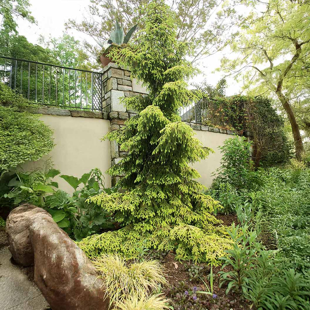 Skylands Spruce Tree