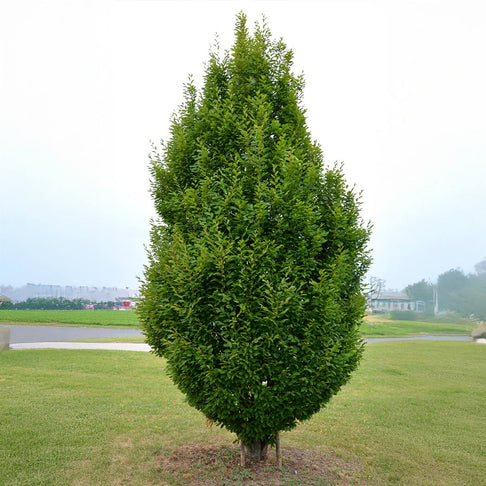 Skylark® Hornbeam Tree