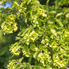 Skylark® Hornbeam Tree