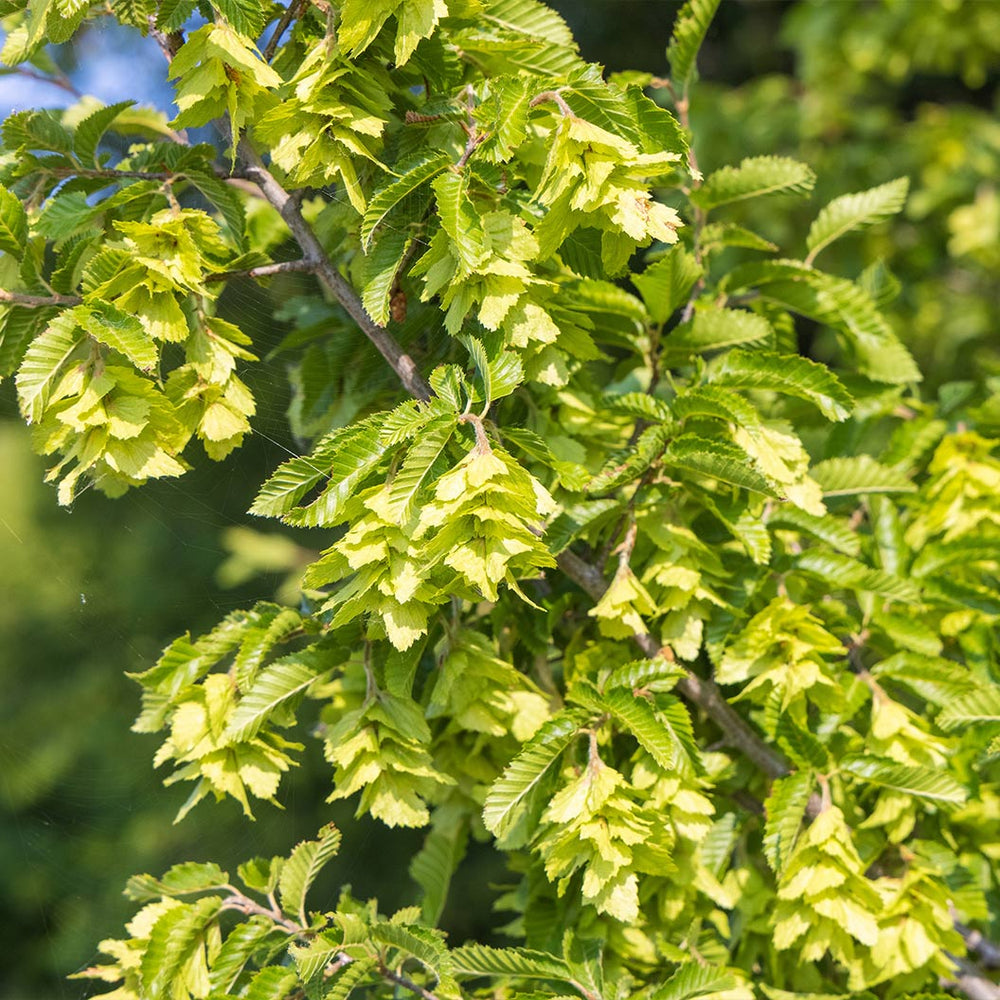 Skylark® Hornbeam Tree