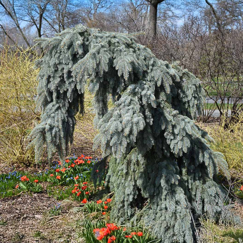 Slenderina Weeping Blue Spruce Tree