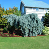 Slenderina Weeping Blue Spruce Tree
