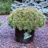 Iseli® Slowmound Mugo Pine Shrub