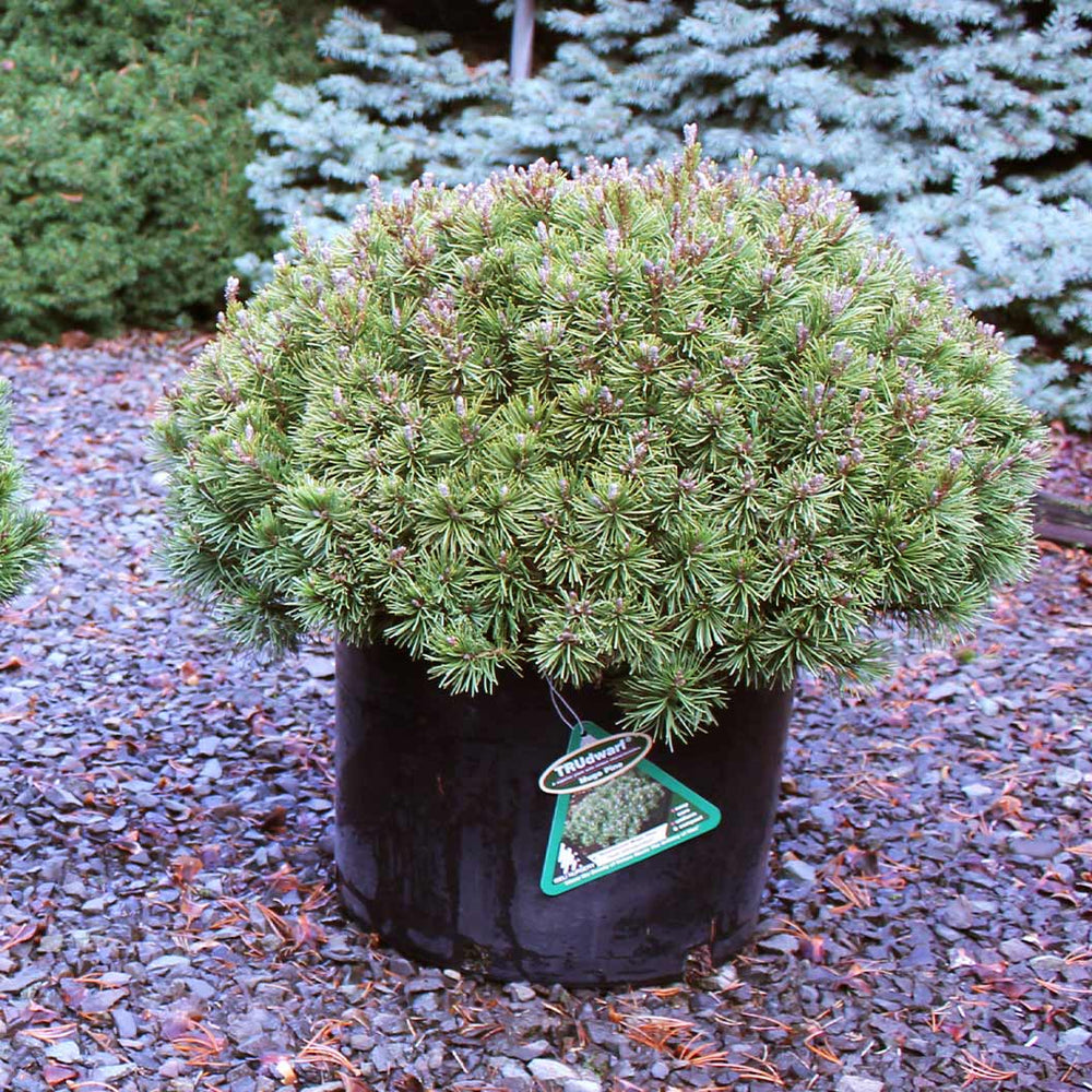 Iseli® Slowmound Mugo Pine Shrub