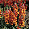 Liberty Classic™ Bronze Snapdragon Plant