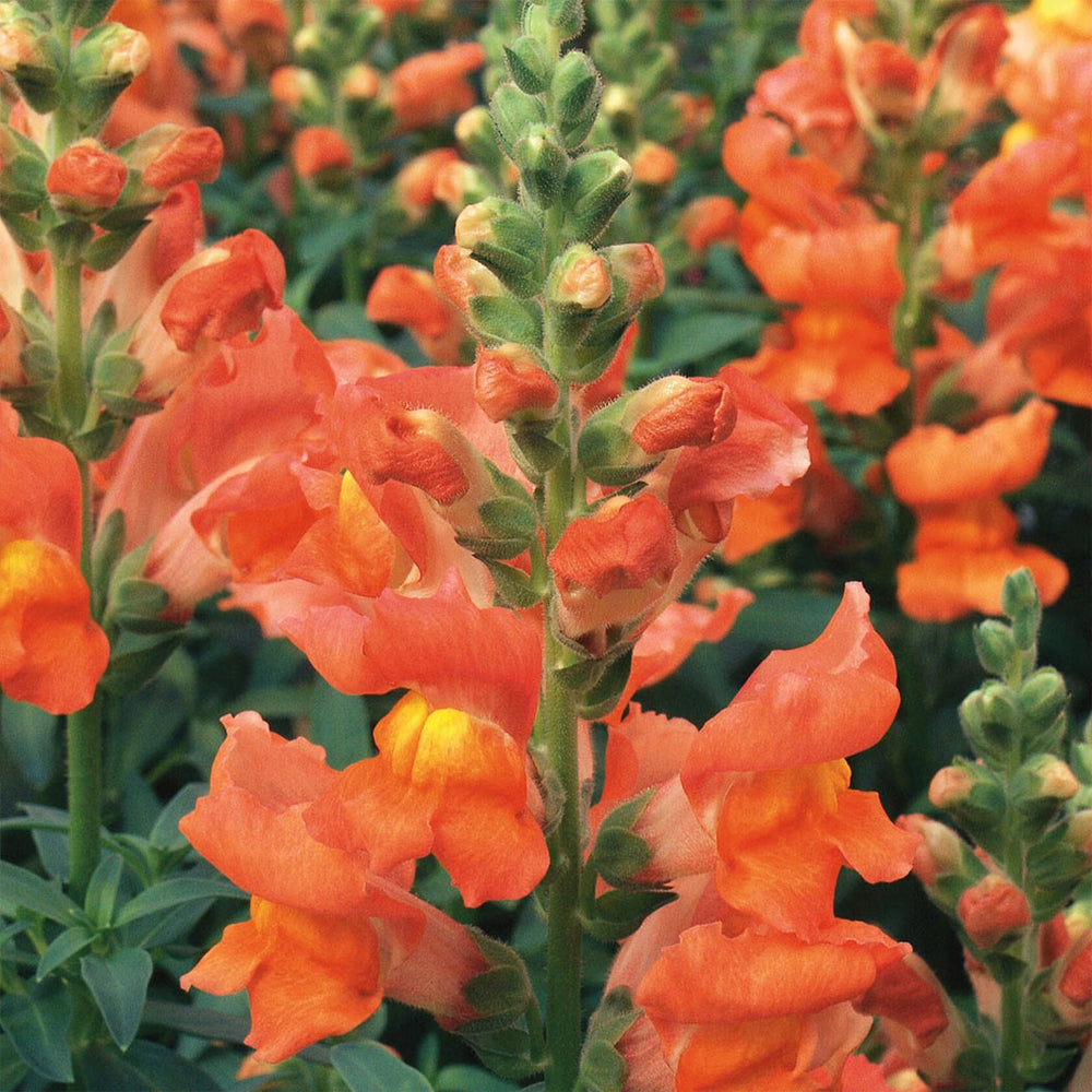 Liberty Classic™ Bronze Snapdragon Plant