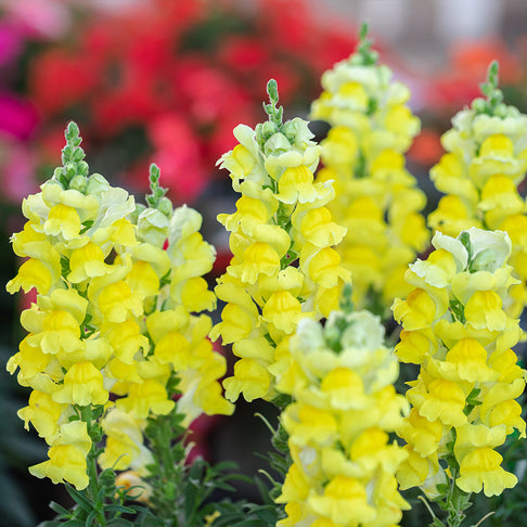 Liberty Classic™ Yellow Snapdragon Plant