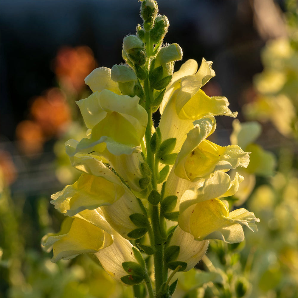 Liberty Classic™ Yellow Snapdragon Plant