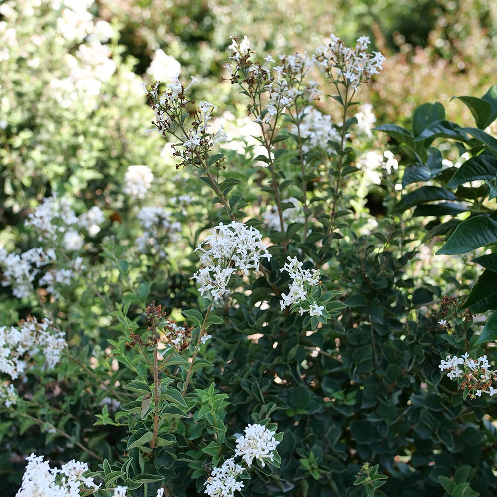 Proven Winners® Bloomerang® Showmound™ Lilac Bush