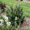 Proven Winners® Bloomerang® Showmound™ Lilac Bush