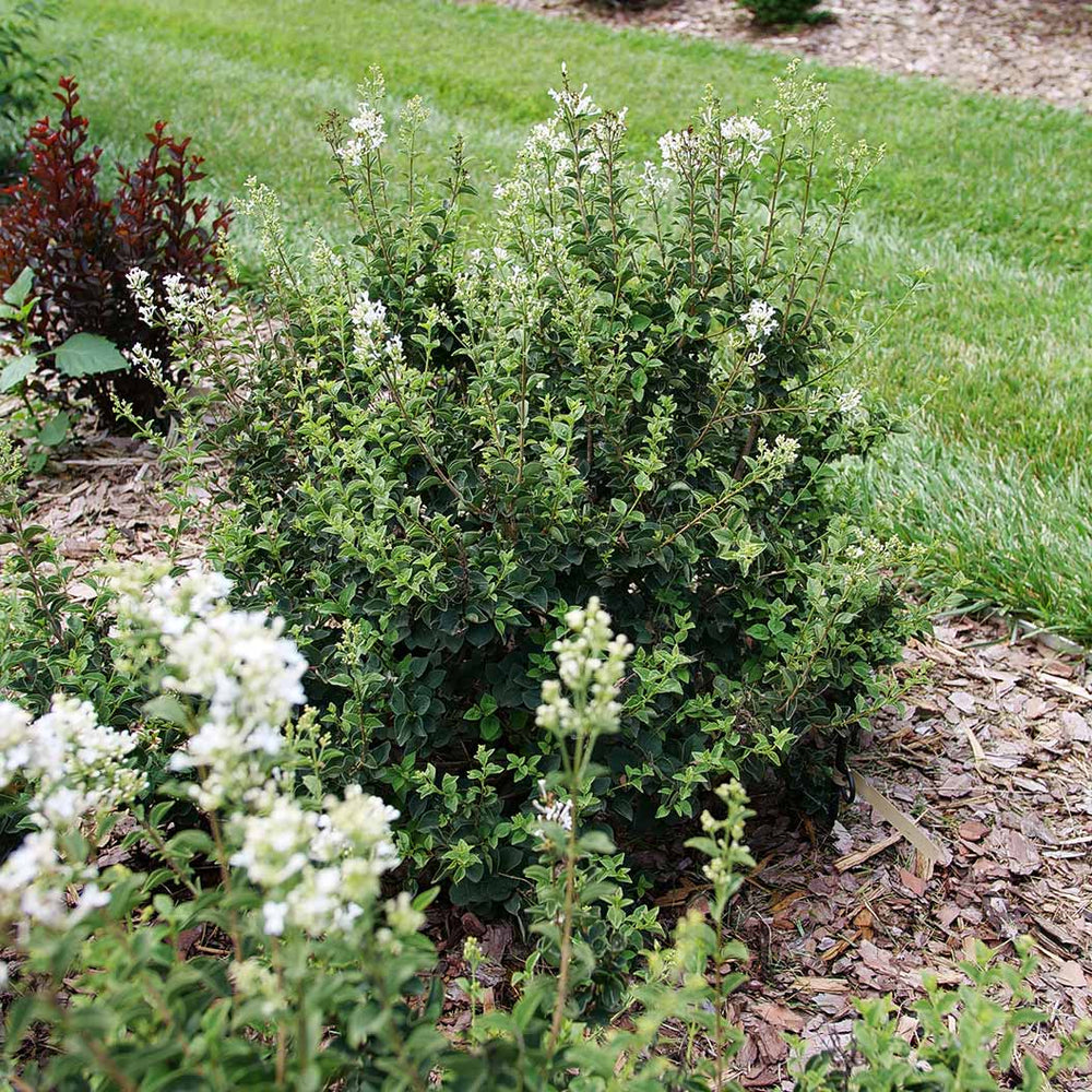 Proven Winners® Bloomerang® Showmound™ Lilac Bush