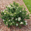 Proven Winners® Bloomerang® Showmound™ Lilac Bush