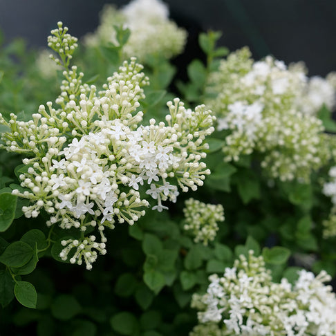 Proven Winners® Bloomerang® Showmound™ Lilac Bush