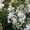 Proven Winners® Bloomerang® Showmound™ Lilac Bush