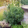 Sofia® Cherry Laurel Bush