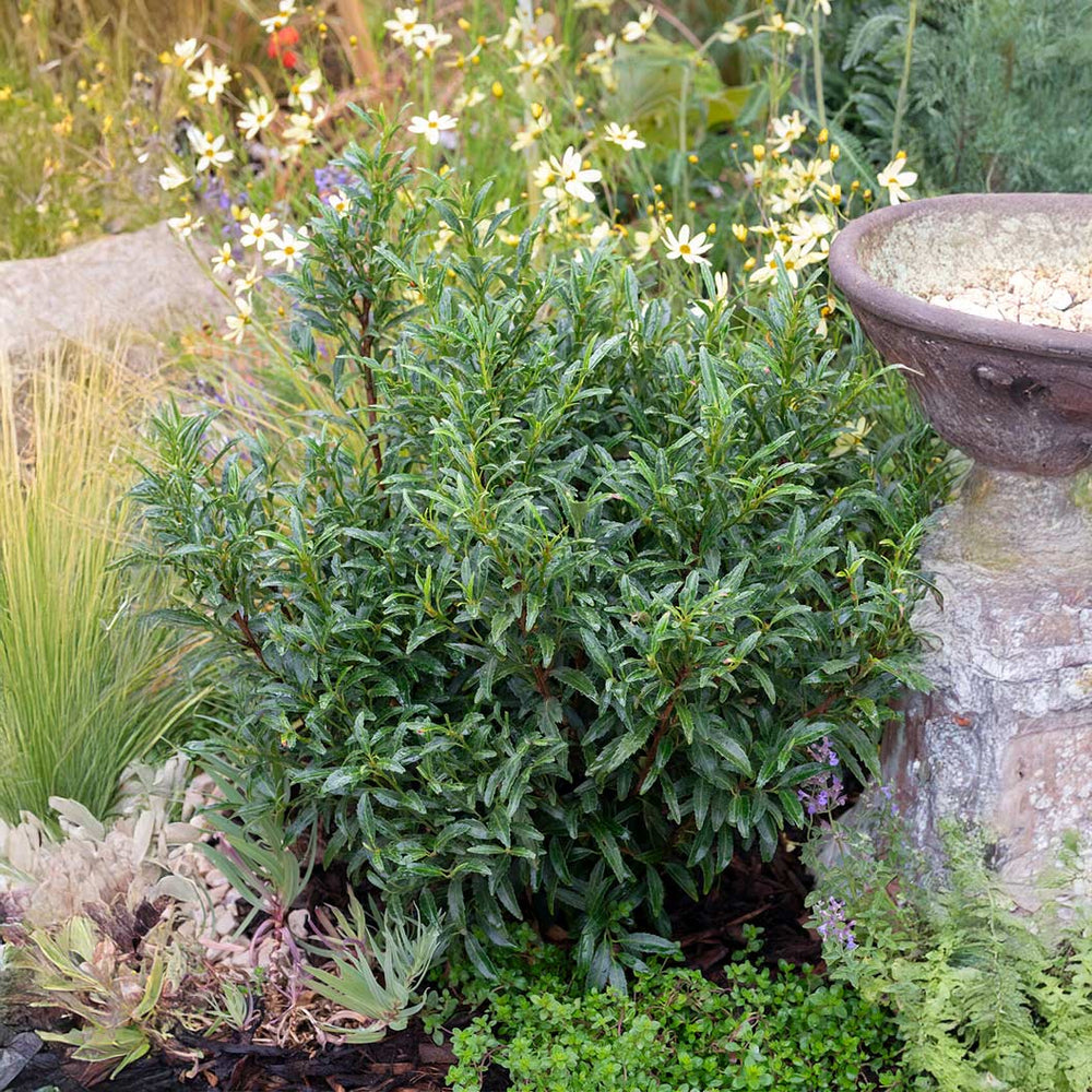 Sofia® Cherry Laurel Bush