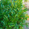 Sofia® Cherry Laurel Bush