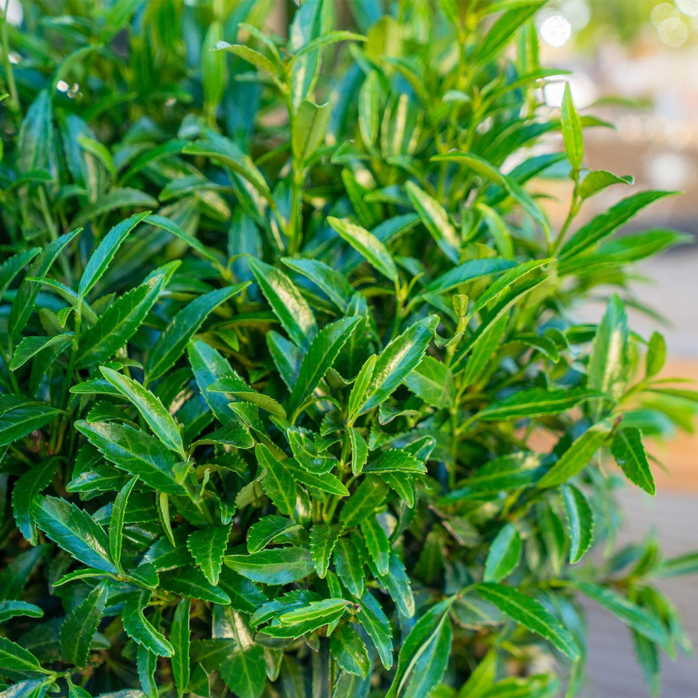 Sofia® Cherry Laurel Bush