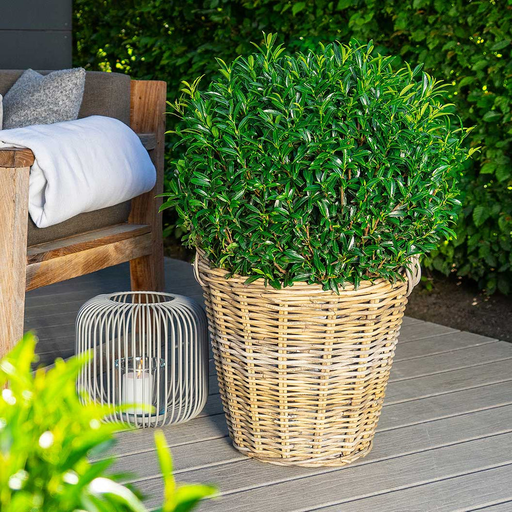 Sofia® Cherry Laurel Bush