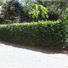 Sofia® Cherry Laurel Bush