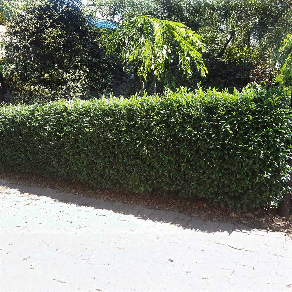 Sofia® Cherry Laurel Bush