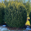 Sofia® Cherry Laurel Bush