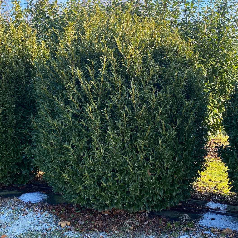 Sofia® Cherry Laurel Bush