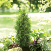 Proven Winners® Spring Grove Western Arborvitae Tree