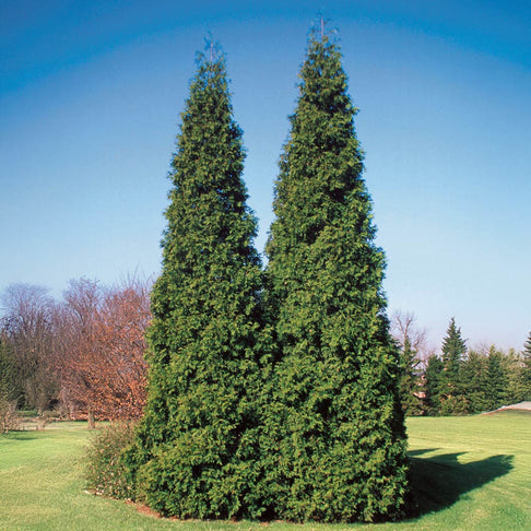 Proven Winners® Spring Grove Western Arborvitae Tree