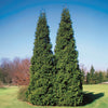 Proven Winners® Spring Grove Western Arborvitae Tree