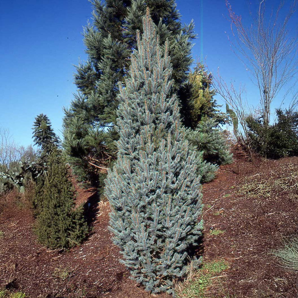Columnar Colorado Blue Spruce Tree