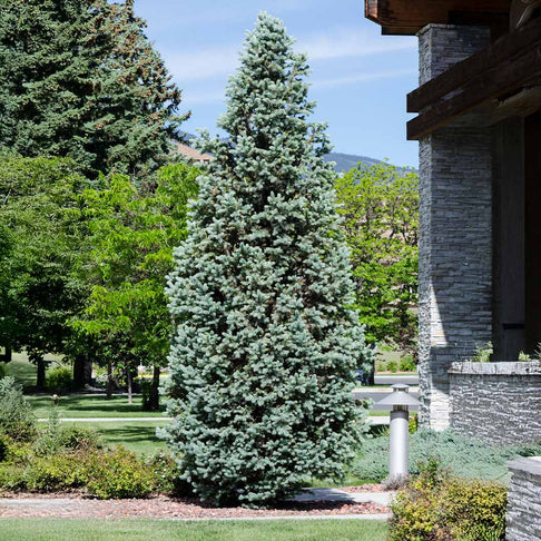 Columnar Colorado Blue Spruce Tree