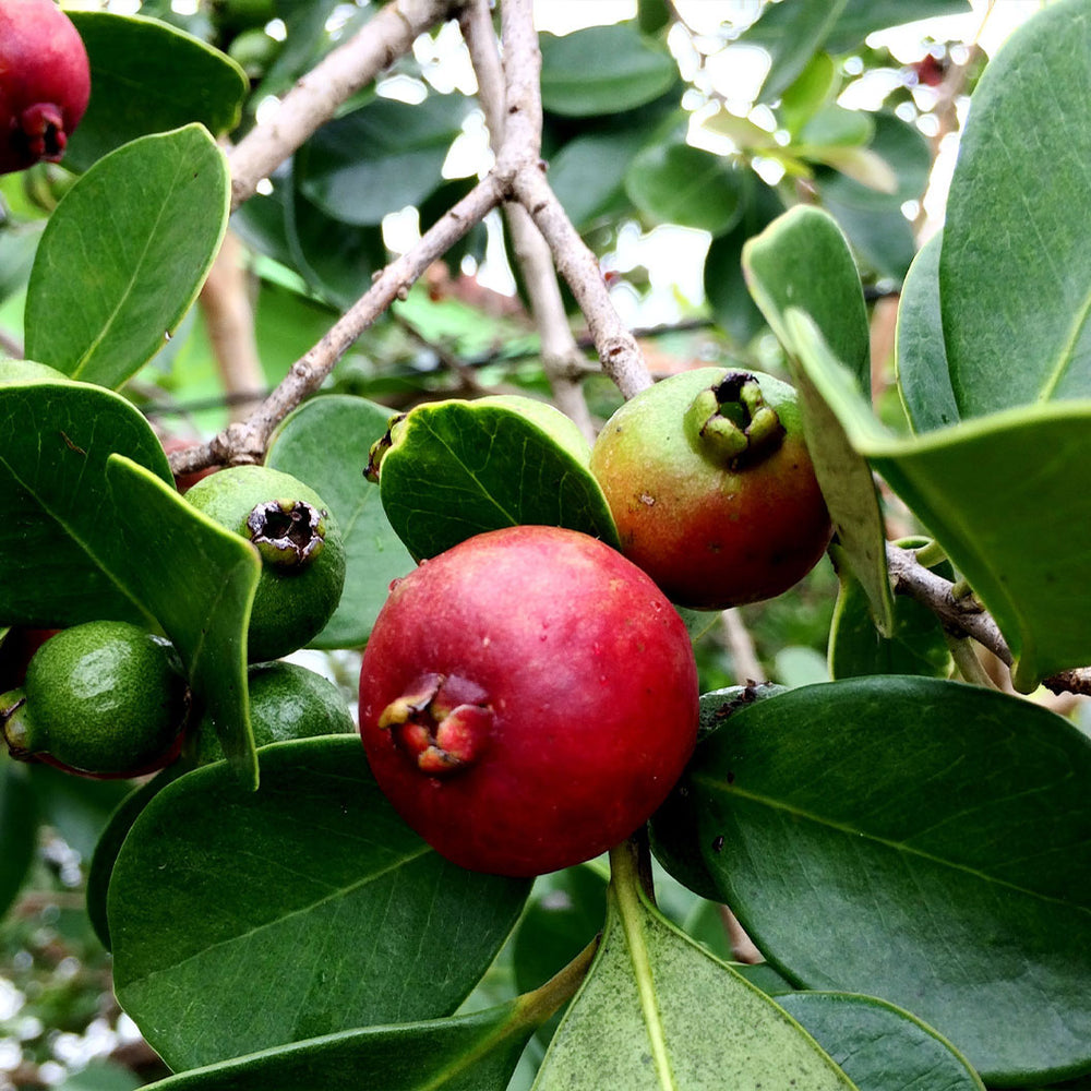 Strawberry Guava Shrub
