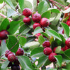 Strawberry Guava Shrub