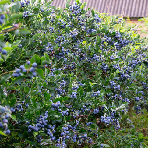 Garden District Sugar Snap® Highbush Blueberry Bush