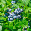Garden District Sugar Snap® Highbush Blueberry Bush
